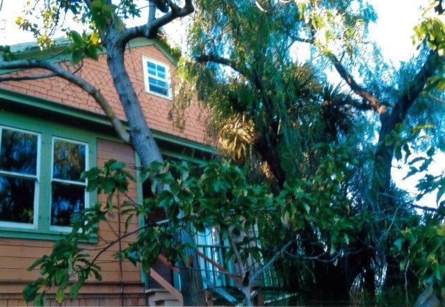 Before: View of house front obscured by trees.